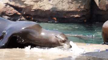 Cooling Off Heat Wave GIF by Storyful