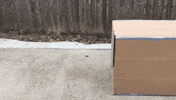 Playing Around American Flag GIF by ODE Willie's Funky Bunch