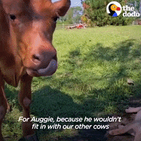 Pig Cow GIF by The Dodo