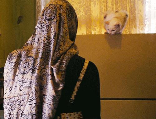 documentary now! cats GIF by IFC