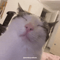 Dance Cat GIF
