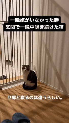 cuteanimalland giphyupload GIF