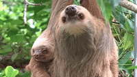 Adorable Mama and Baby Sloth Hang Out and Play