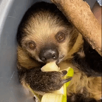 Lightning the Sloth Munches on Banana as Zookeepers Await Her Baby's Birth