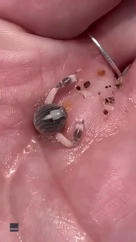 Tiny Crab Found Inside Shell