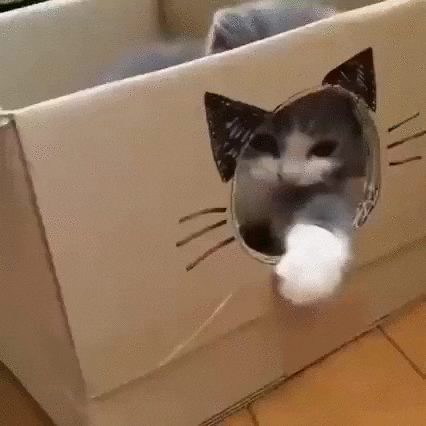 cats fort GIF