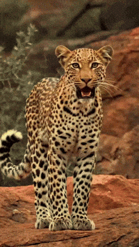 Wild Animal Lion GIF by Zumba Wear Europe