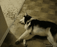 dog eating GIF
