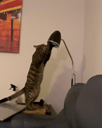 Cat Kitty GIF