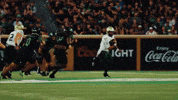 College Football GIF by USF Athletics
