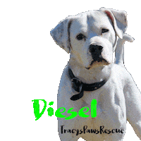 Dog Love Sticker by TracysPawsRescue