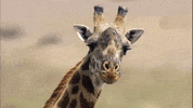 Lion Cub Monkey GIF by Discovery