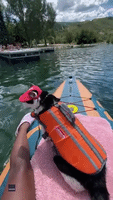 Adventurous Cat Goes Paddle Boarding
