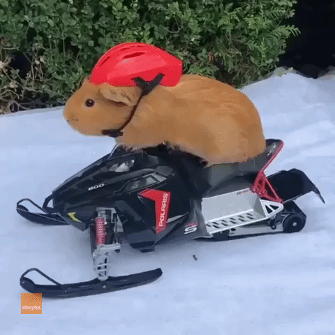 Guinea Pig Rides a Snowmobile