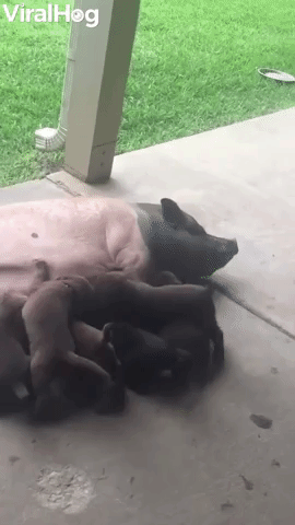 Puppies Try to Feed From Surrogate Pig