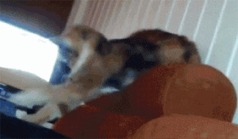 giffunme giphyupload GIF