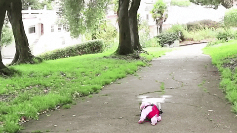 tulsimo giphygifmaker GIF