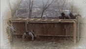 christmas story robbers GIF by chuber channel