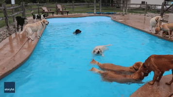Pool Pawty! Dogs Show Off Diving Skills at Michigan Daycare