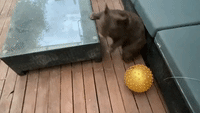 Jemma the Rescue Wombat Chases and Wrestles Ball in Fun Game With Wildlife Carer