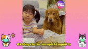 yeulu dog vietnam yêu lu GIF