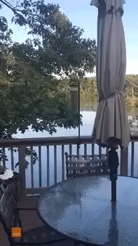 Swinging Squirrel Is a Sight to See