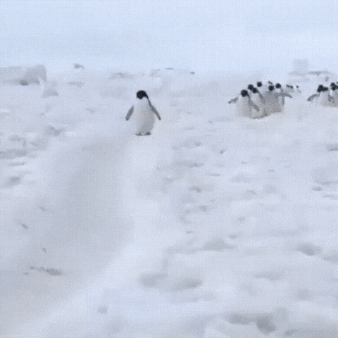 DOliphin giphyupload GIF