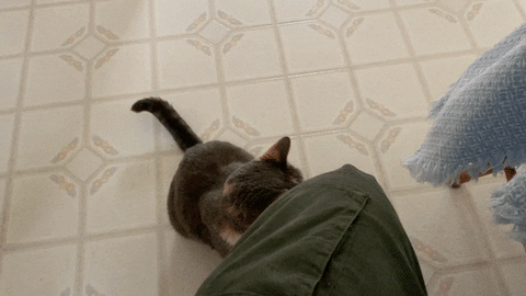 jjamitis giphyupload GIF