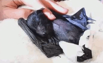 bat sleeping GIF