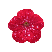 Petunia Sticker by Ball Horticultural Co