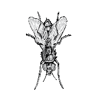 Fly Gucci Sticker by Trouble Andrew