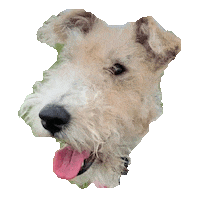 Wire Fox Terrier Sticker