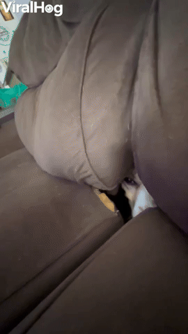 Dog Disappears Between Sofa Cushions