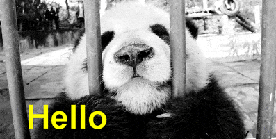 panda bear hello GIF