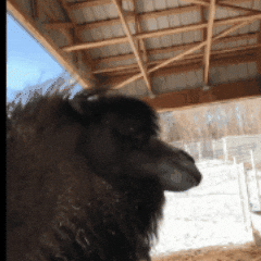 Hair Shake GIF by Valley Zoo Development Society