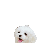 Dogs Love Sticker
