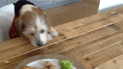 puppy doing GIF