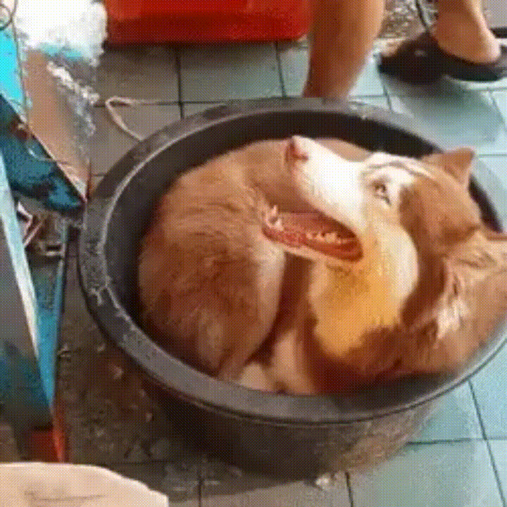 husky GIF