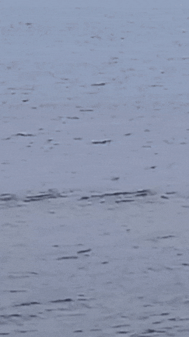 Simongip giphyupload GIF