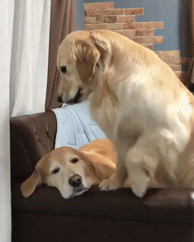 paw paw pawsky GIF by dan 