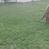 tiger animals being jerks GIF