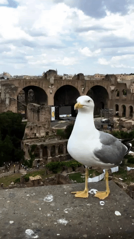 Birds Rome GIF by Colosseum