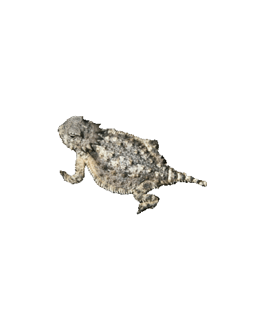 Horned Lizard Sticker