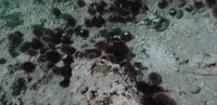 HezzaFezza my octopus friend 2 GIF
