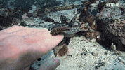 Netflix GIF by OctoNation® The Largest Octopus Fan Club!
