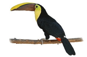 bird STICKER