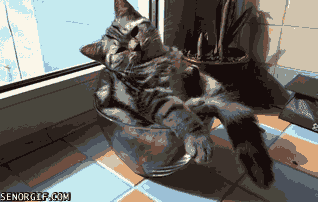Cat Bowls GIF