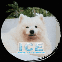 LanasBeachResort  GIF