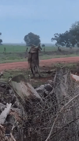 Farmer Captures Footage of Early Morning Kangaroo Brawl in Victoria
