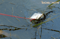rose ali GIF by The Bachelorette Australia